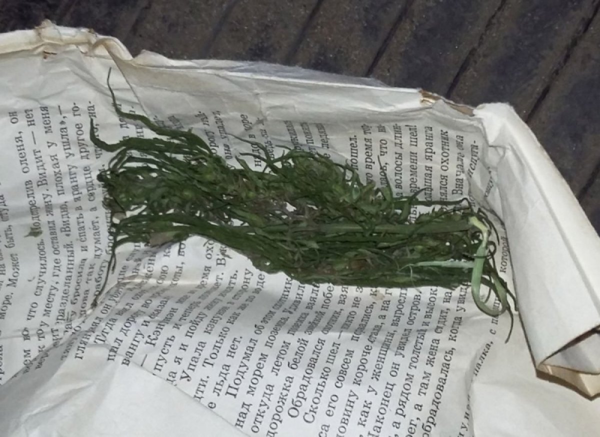    50 кг гашиша пытались ввезти москвичи через госграницу в Псковской области