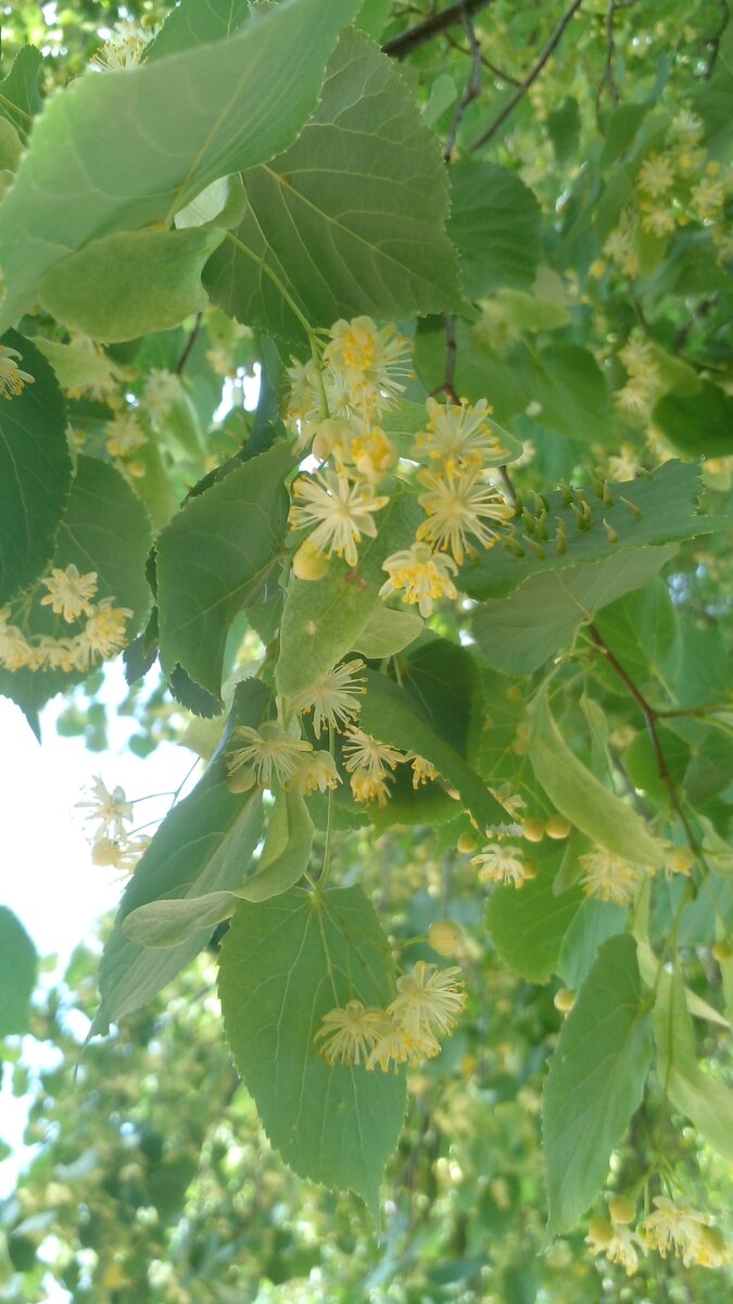 Фото автора Липа цветет ❤️