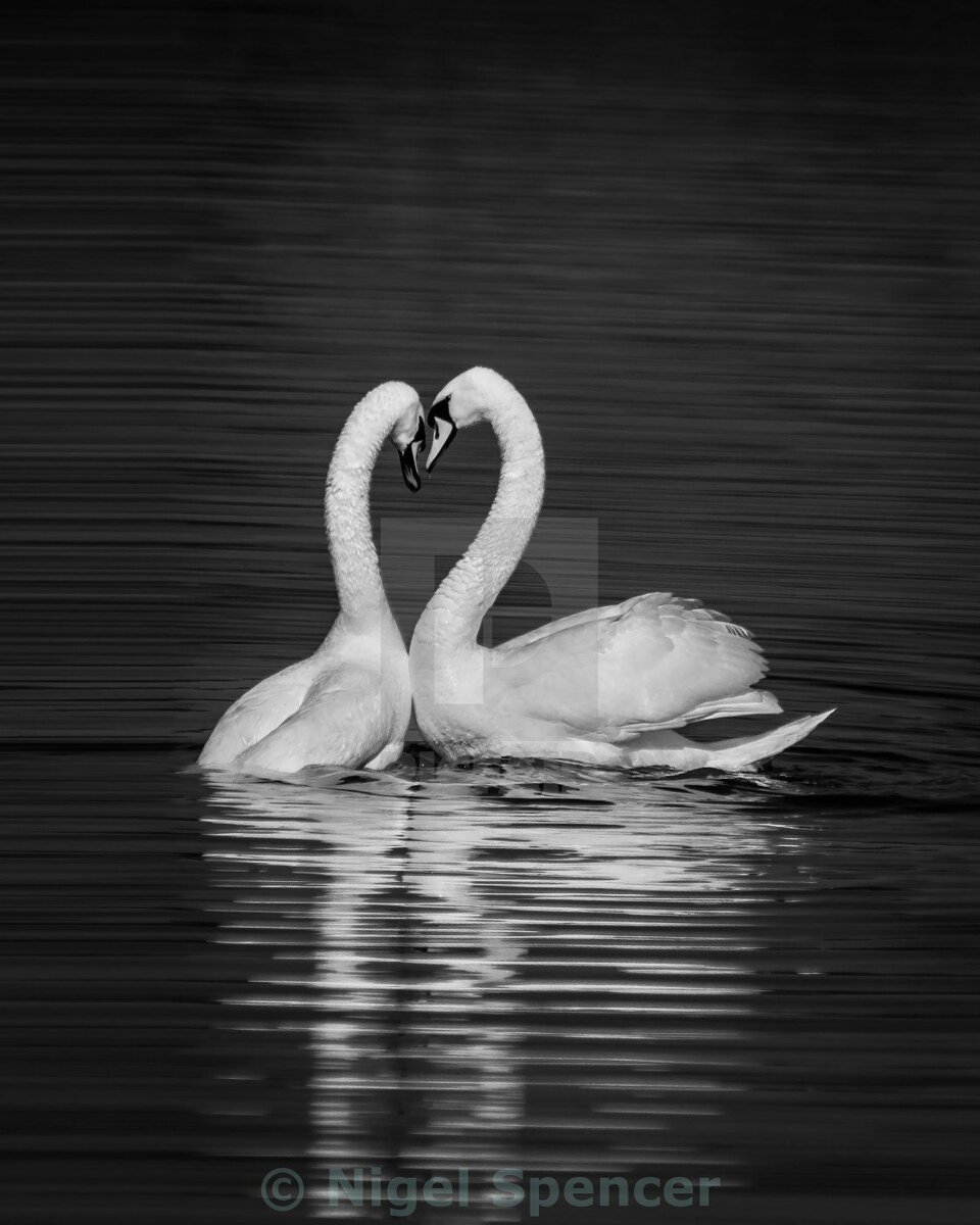 Фото из интернета. Источник https://beolin.club/26293-vernost-risunok.html 