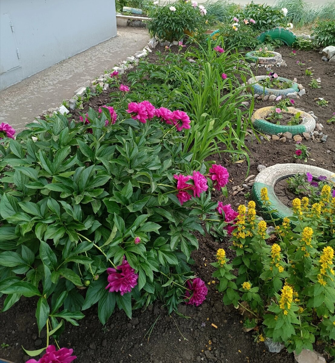 Любимые пионы🌺