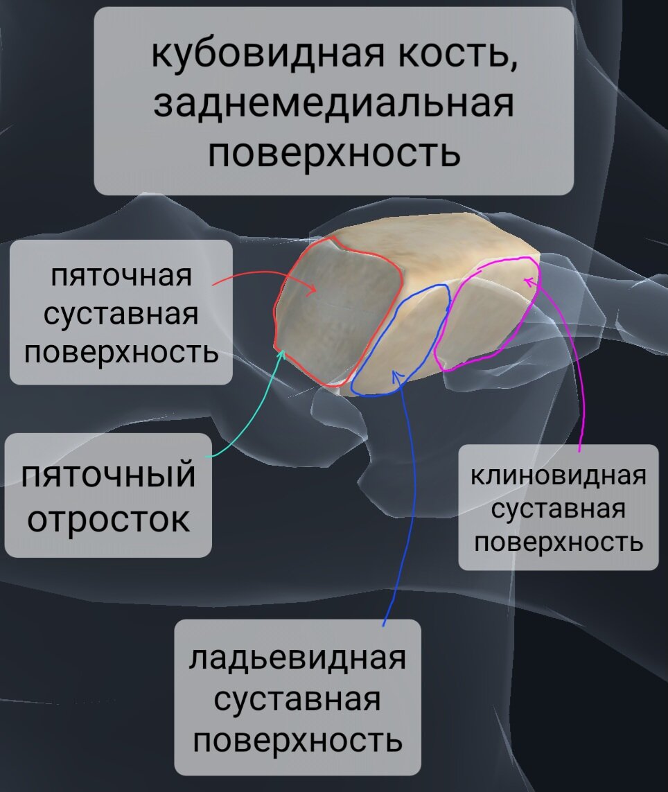 Болит кубовидная кость. Кубовидная кость. Кубовидная кость стопы анатомия. Пяточно-кубовидный сустав. Кубовидная кость стопы болит.