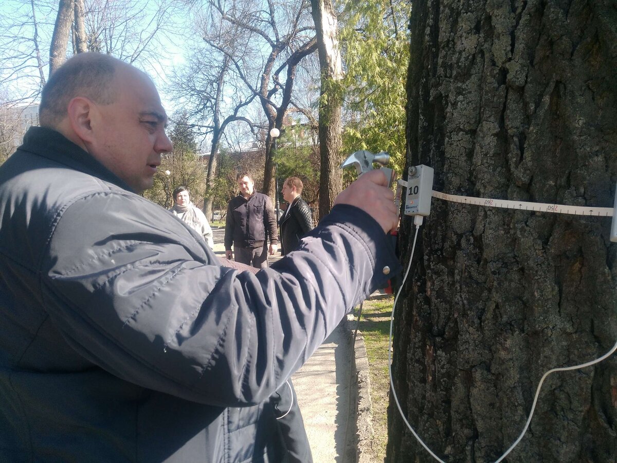    В Брянске мэрия срубит более 850 ясеней и каштанов: бороться иначе с убивающими деревья златкой и молью чиновники не спешат avchernov