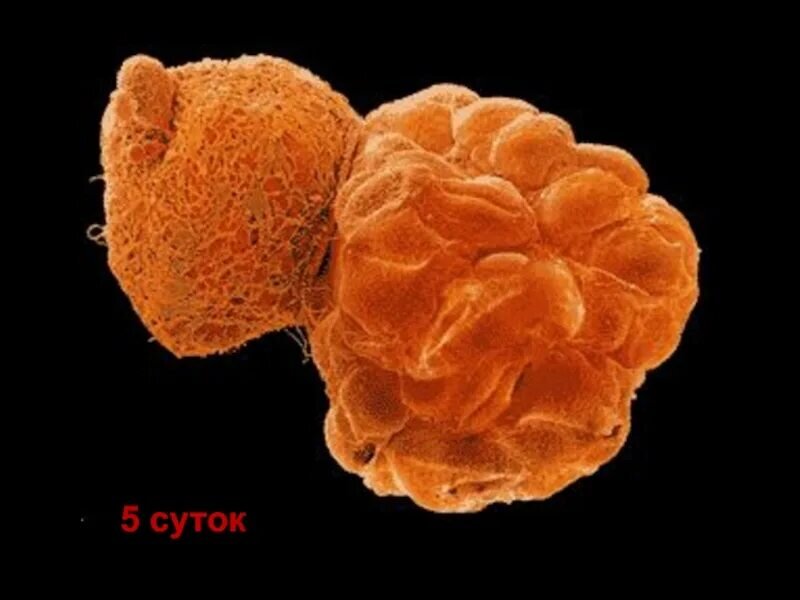 Иллюстрация из интернета