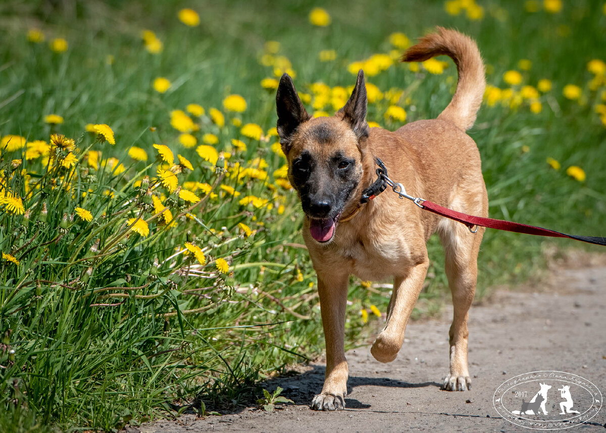 Было и стало. 2 месяца хватило, чтоб истощенная и замученная собачка ...