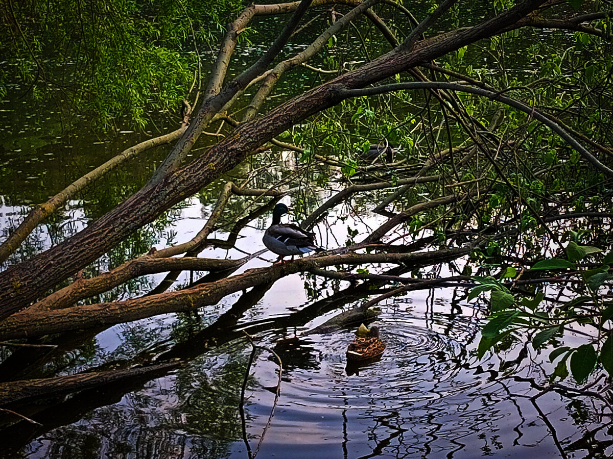 Утки на пруду Кировского парка.