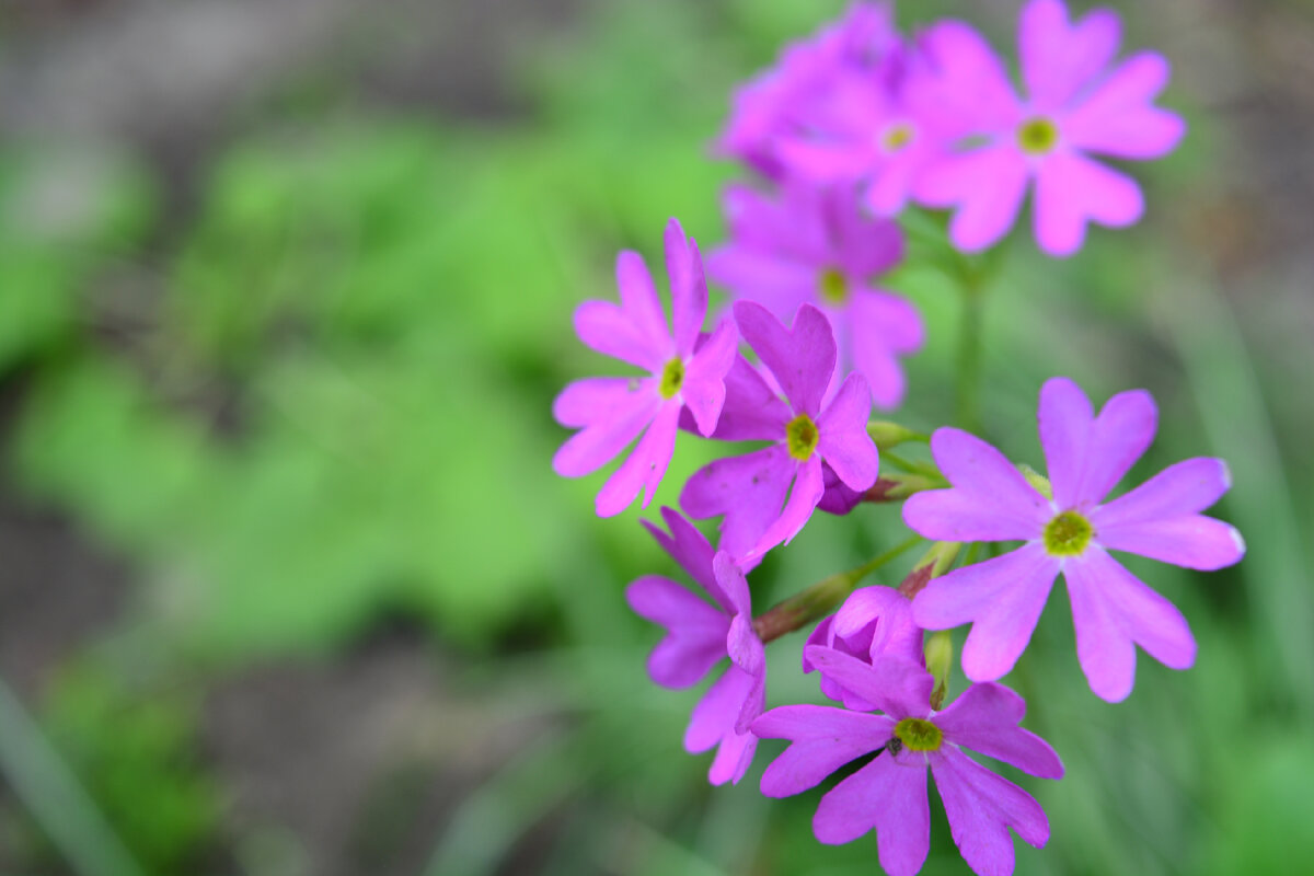 примула кортузовидная - единственная из примул, которую мне удалось вырастить из семян