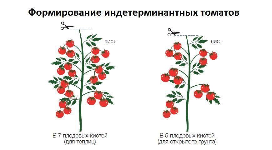 Пасынкование помидор в теплице пошагово для начинающих схема и описание фото