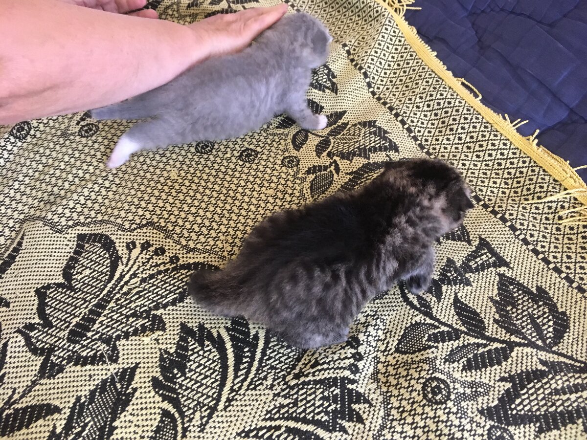 шишки у кошки на молочной. у кошки две косички. у кошки две косички. ушки на голове прическа. у кошки две косички.