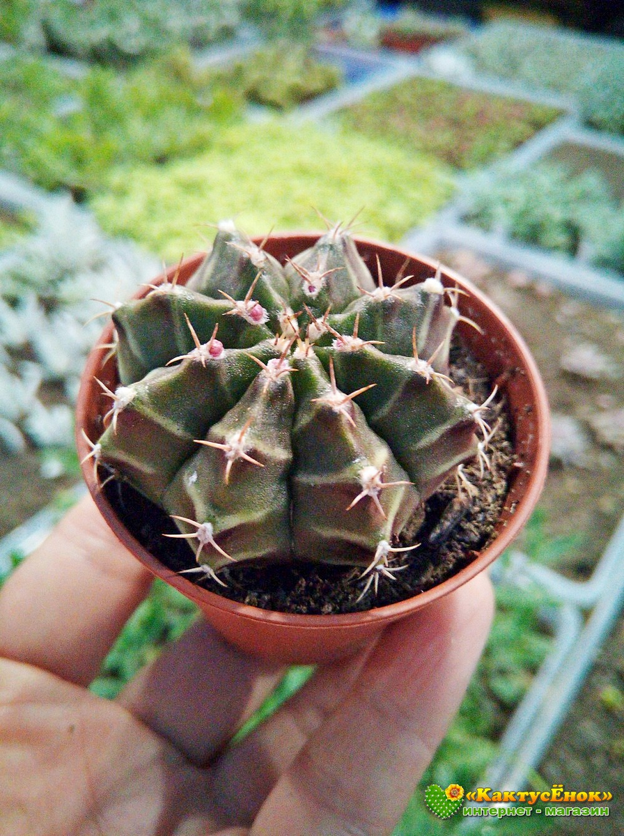 Купить Гимнокалициум фридриха (Gymnocalycium mihanovichii var. Friedrichiae гимнокалициум михановича разновидность фридриха) можно в нашем интернет-магазине "Кактусёнок.РФ". фото из питомника Кактусёнок. РФ