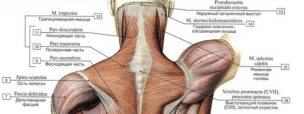 Рисунок из анатомии https://meduniver.com/Medical/Anatom/90.html
