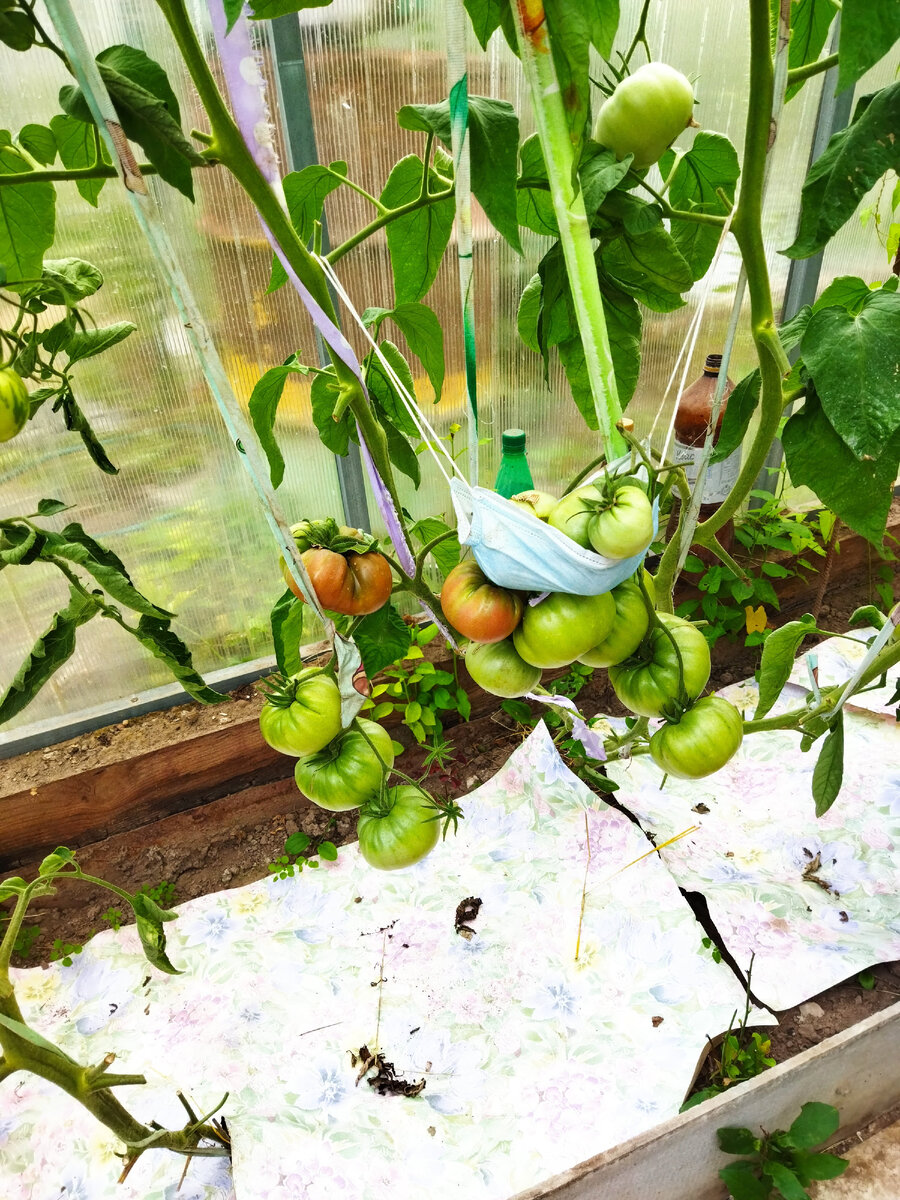 Это Голубой Казахстан - от кого мог переопылиться гном Мулат 🙄