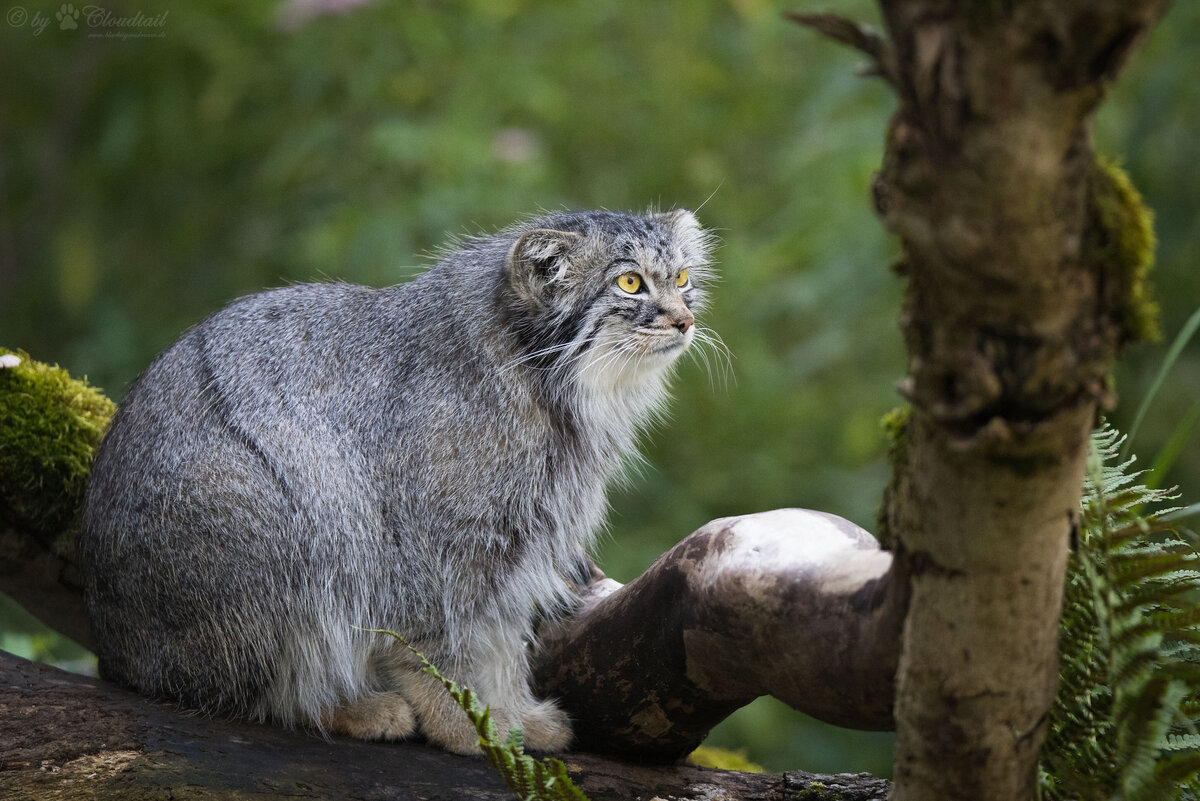 Палласов кот. Фото: flickr.com / Cloudtail the Snow Leopard.