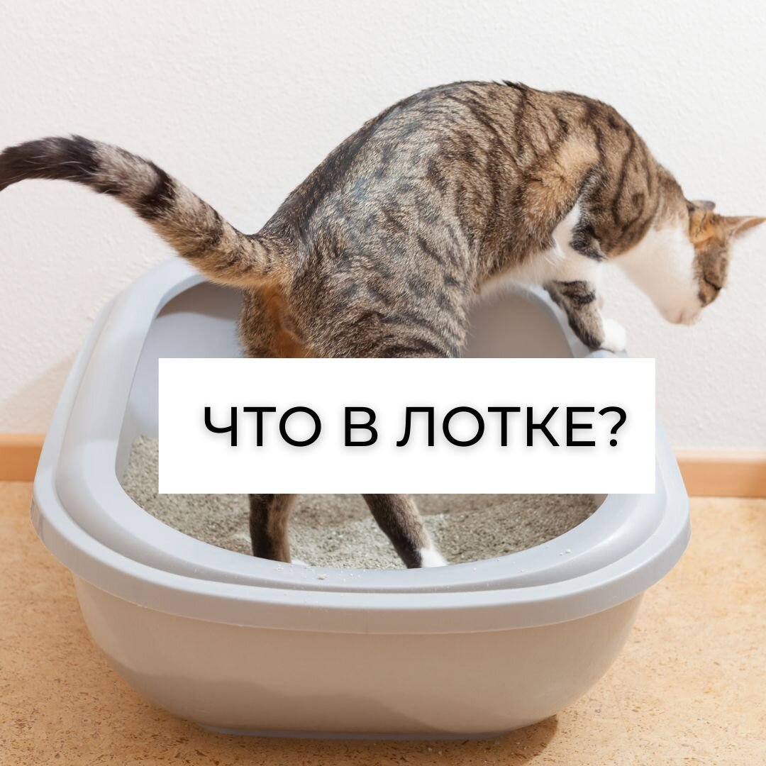 Бегать до и после посещения лотка  – святое дело!