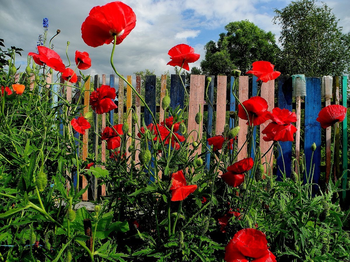 Яндекс.Картинки
