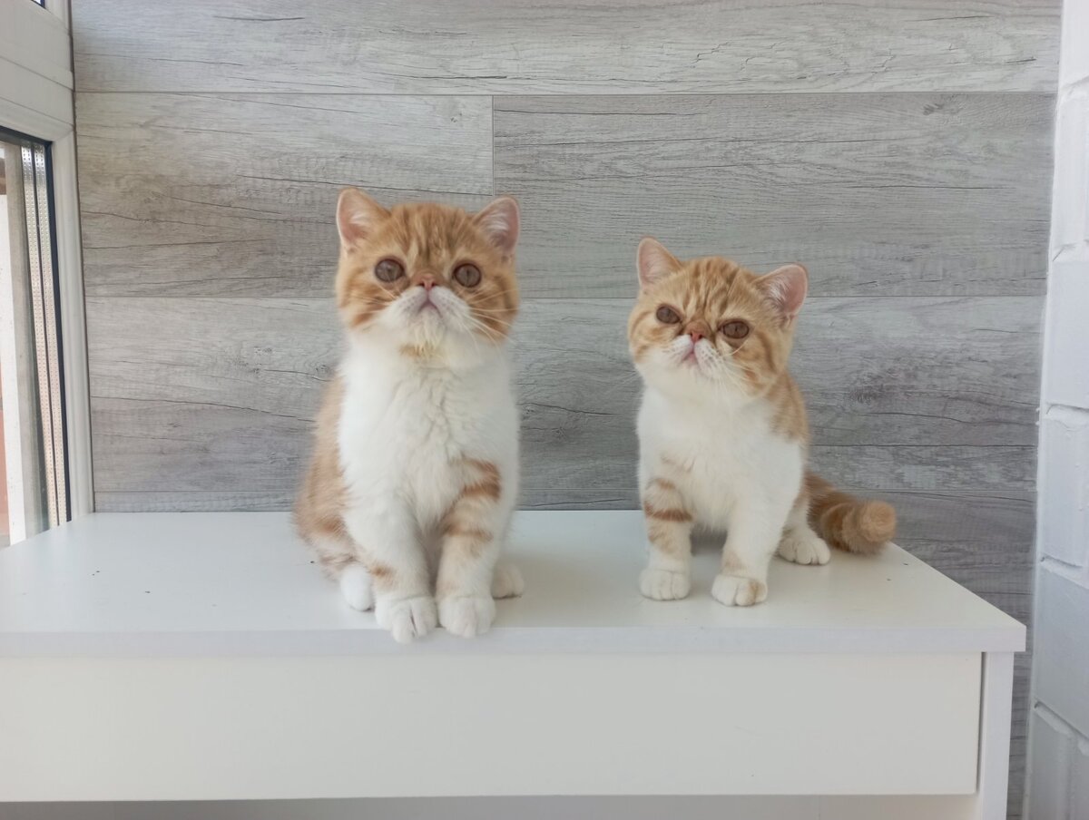 котята экзотов
