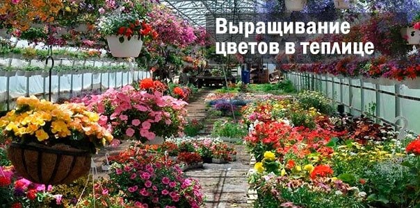 Особенности выращивания цветов в теплицах