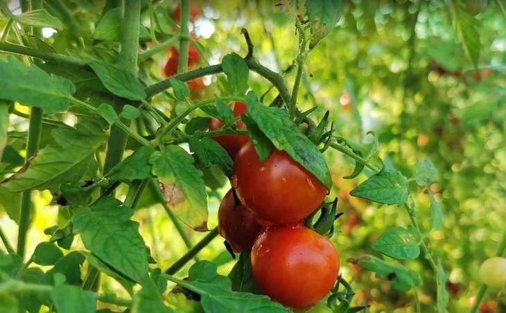    Борьба с томатной молью и ее отличие от картофельной