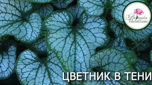 Descargar video: ЦВЕТНИК В ТЕНИ