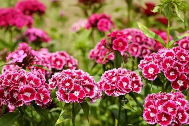 Гвоздика турецкая выращивание из семян на рассаду. Гвоздика бородатая - Dianthus barbatus. Гвоздика турецкая Диабунда. Садовая гвоздика (Dianthus caryophyllus). Диантус, гвоздика (турецкая).