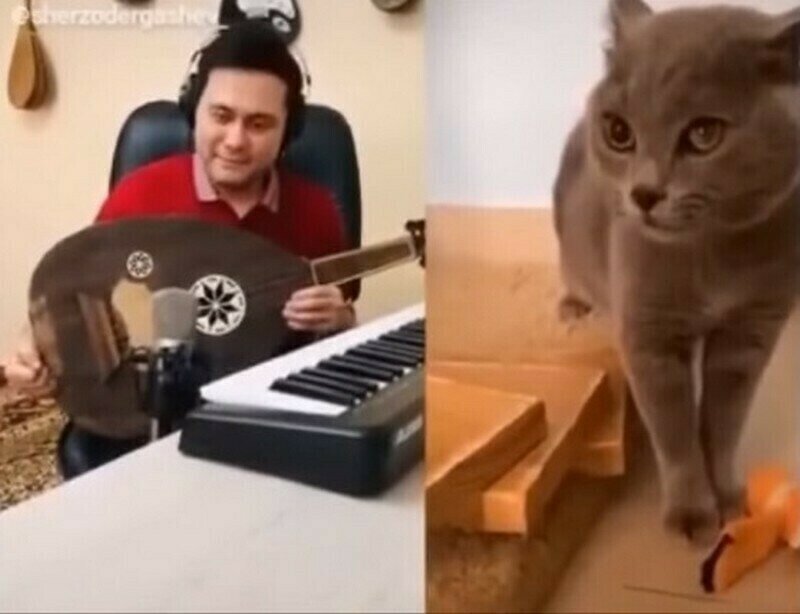    Видео: смешные животные, которые вдруг заговорили на человеческом языке