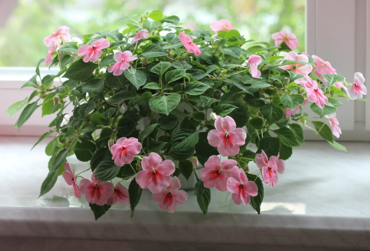 Бальзамин большинству из нас известен как Ванька-мокрый, а вот в Америке и Европе его называют “недотрогой” (источник фото: foto-ram.ru)