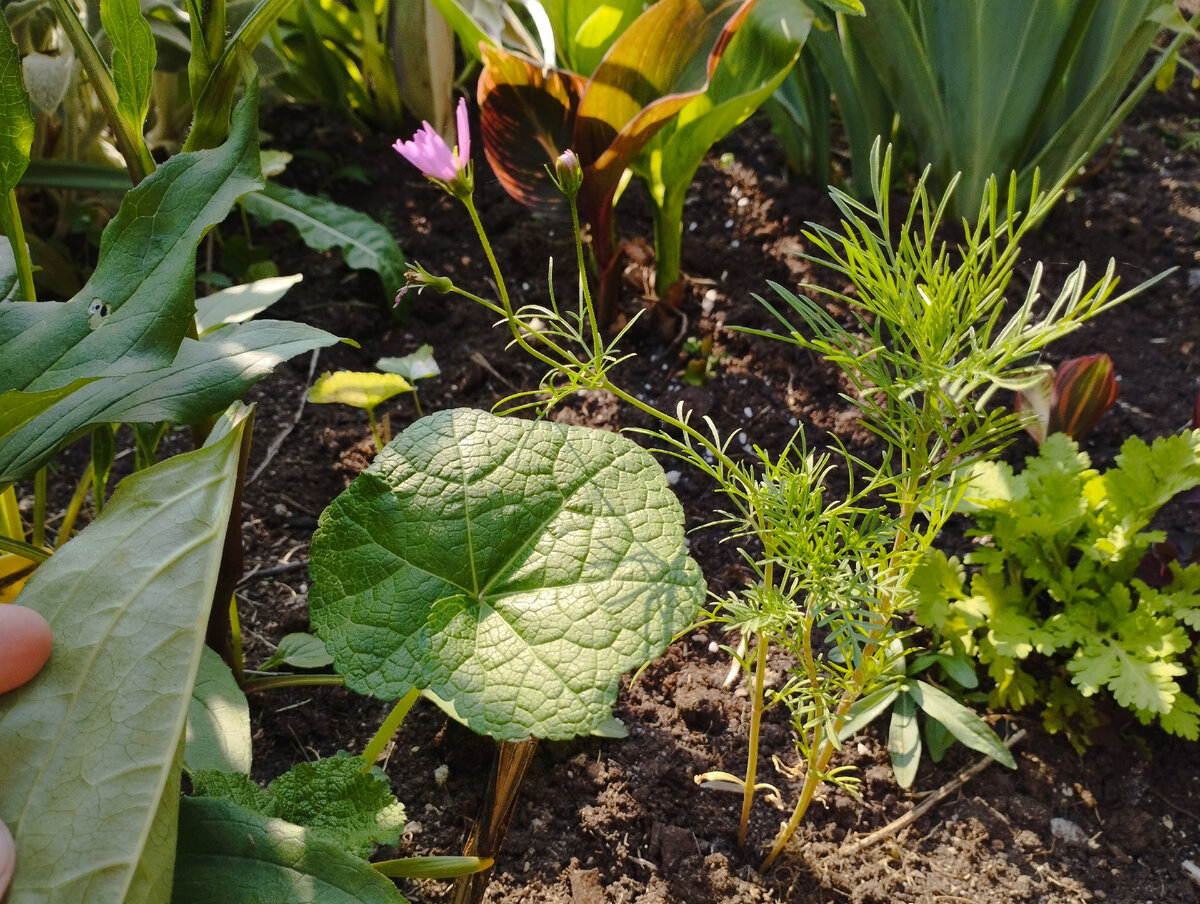 Слева чуть видна рука, круглый лист - мальва, справа самосев матрикарии