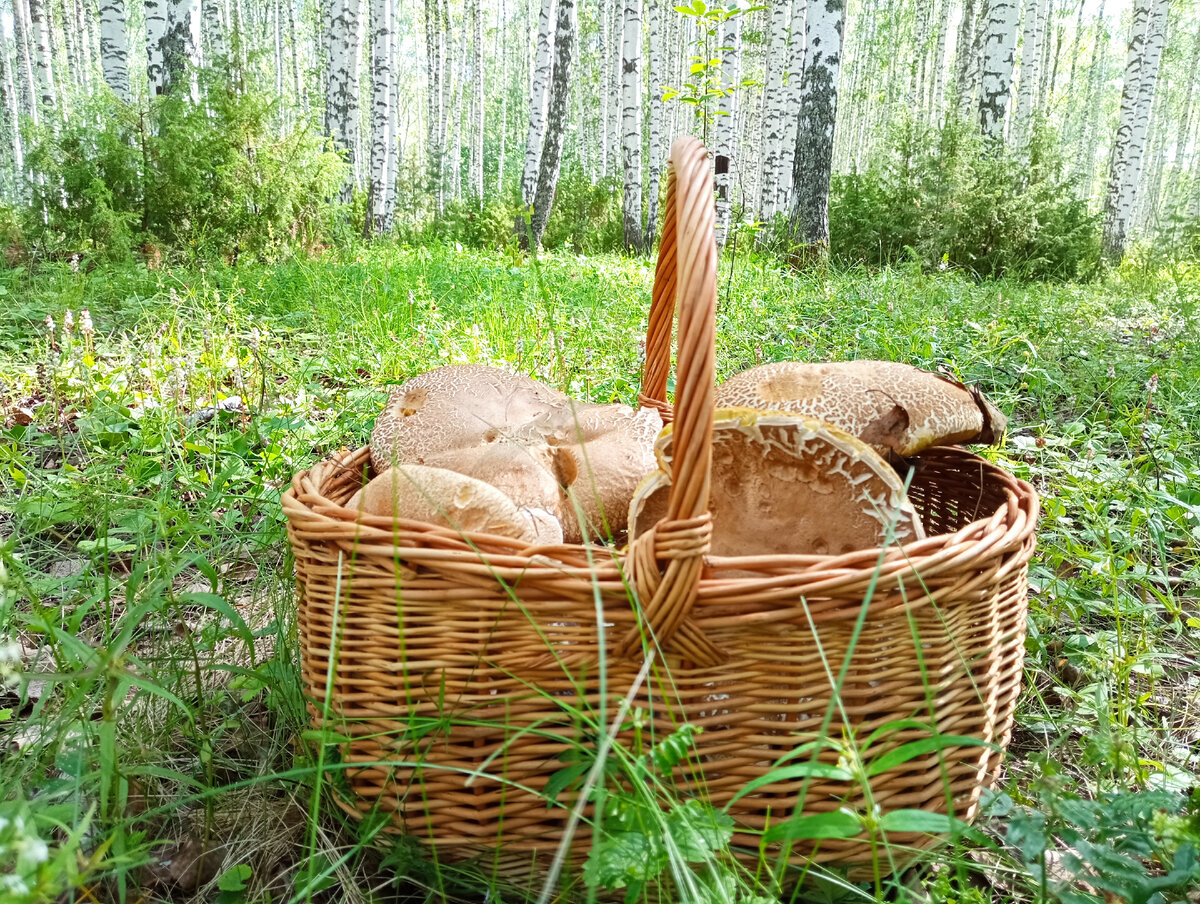 В лесах Пермского края. 