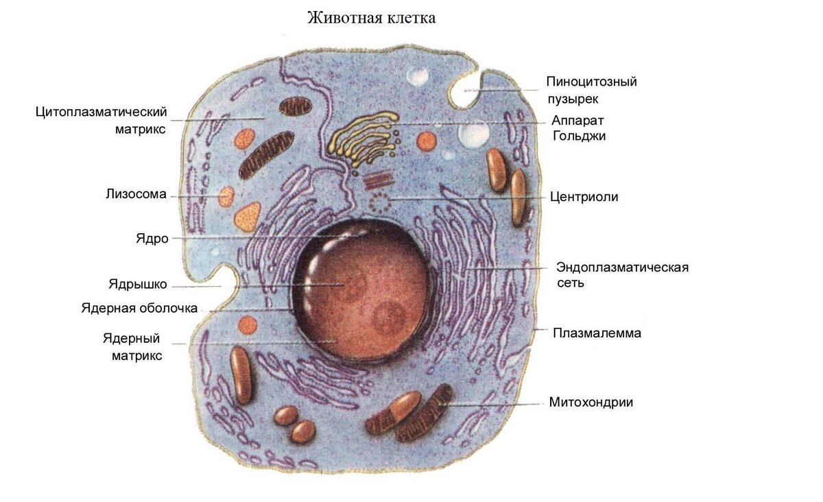 Клетка биология презентация