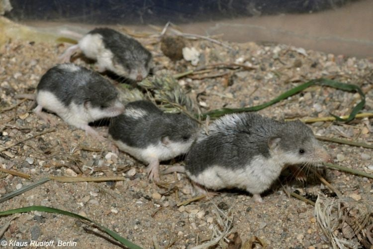 Молодняк бурозубок передвигается очень оригинальным способом: детёныши хватают друг друга зубами за шерсть чуть повыше хвоста и идут таким паровозиком вслед за матерью.