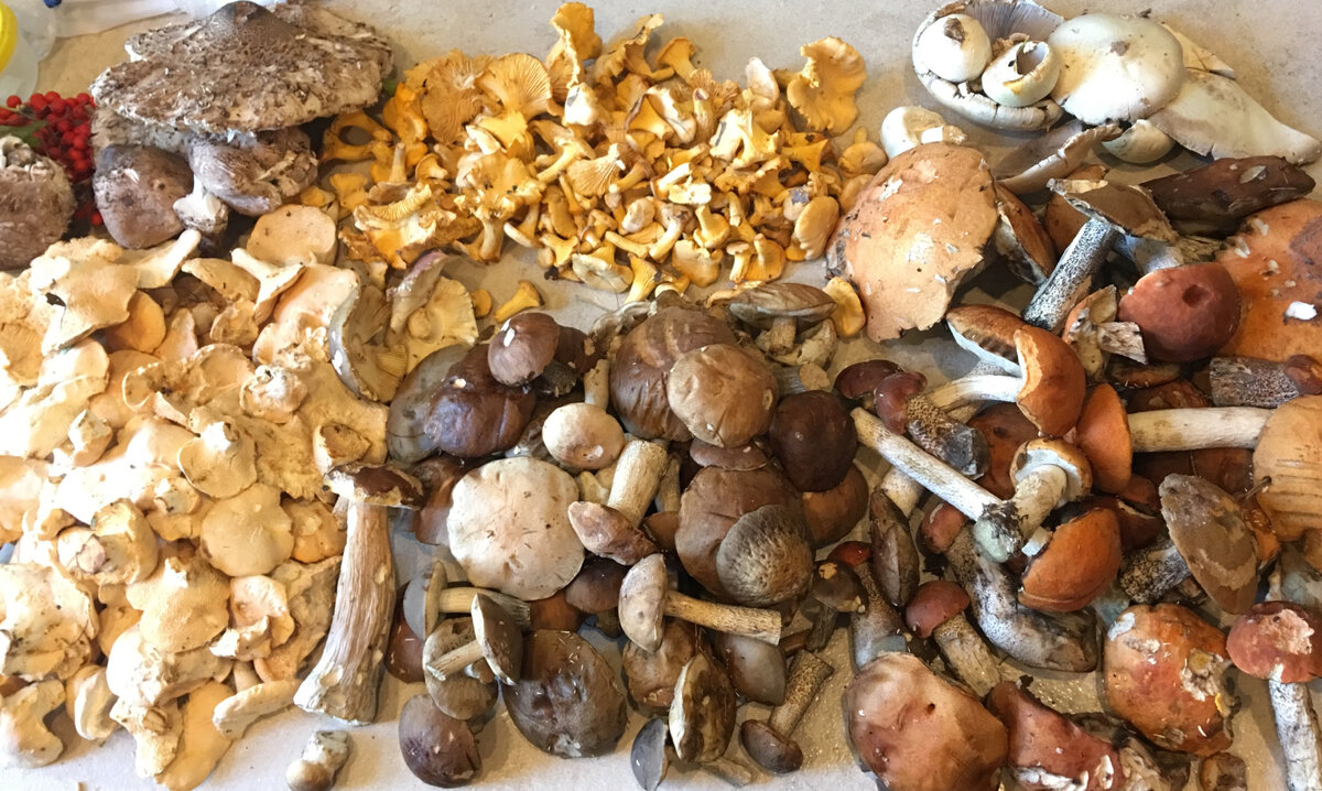 Север Подмосковья, середина июля 2019