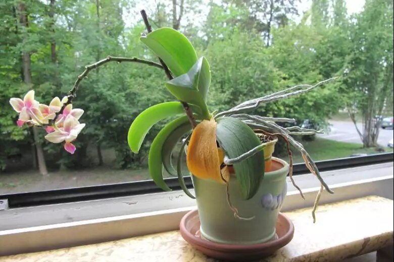 Орхидея в горшке желтеют листья. Желтеют листья у орхидеи. Орхидея фаленопсис пожелтели листья. Листок цветка орхидеи. Орхидея и прямые солнечные лучи.
