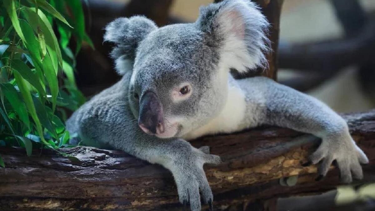    Животное ухватилось лапами за ветку:Depositphotos