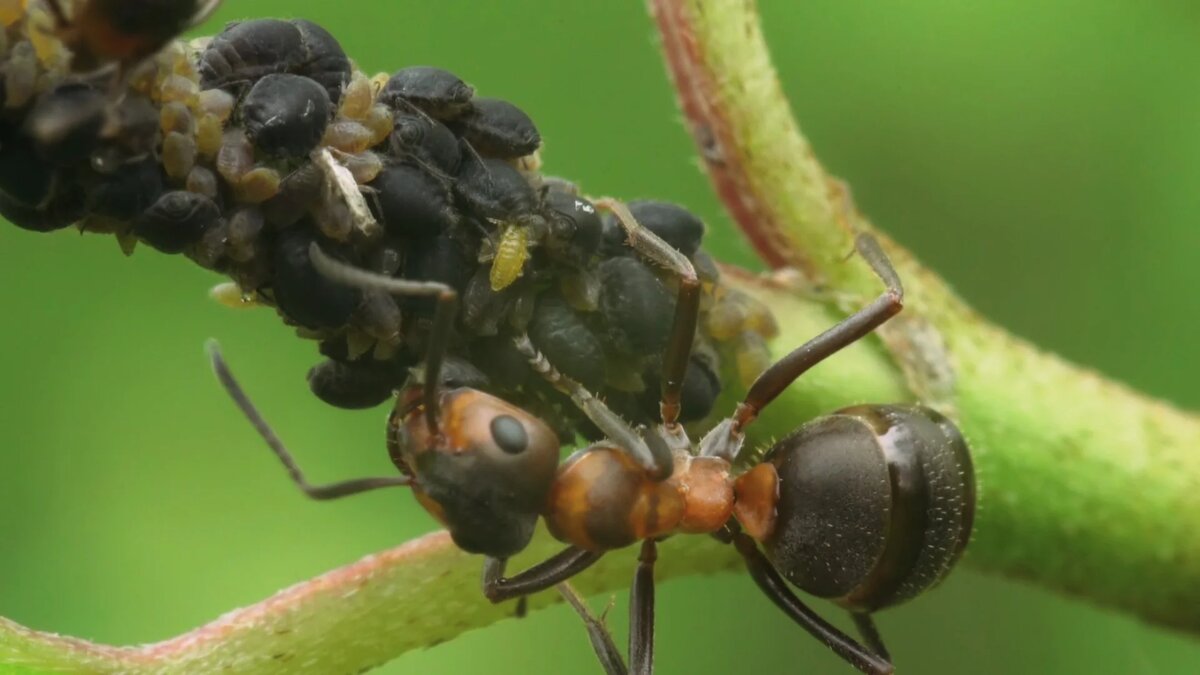 Обработка от муравьев в квартире: как избавиться от рыжих домашних муравьев за один день?