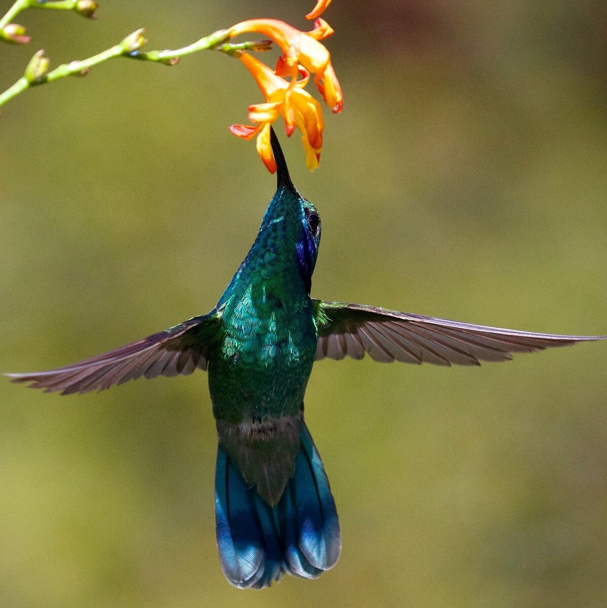 Колибри (Trochilidae)