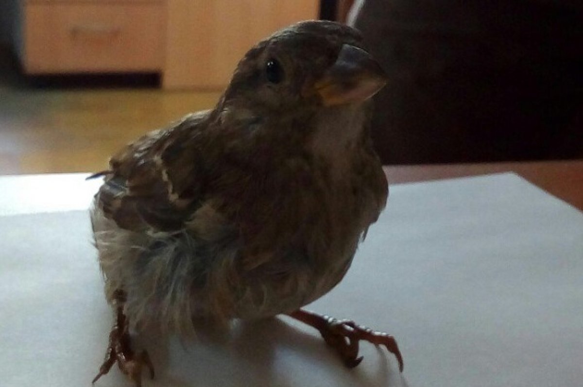    Жительница Петрозаводска рассказала о неудачной попытке спасения птенцов