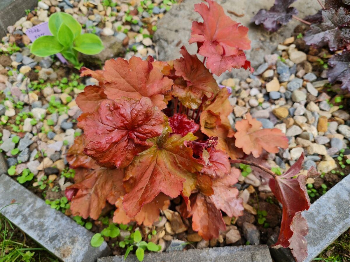 Рио в моем саду