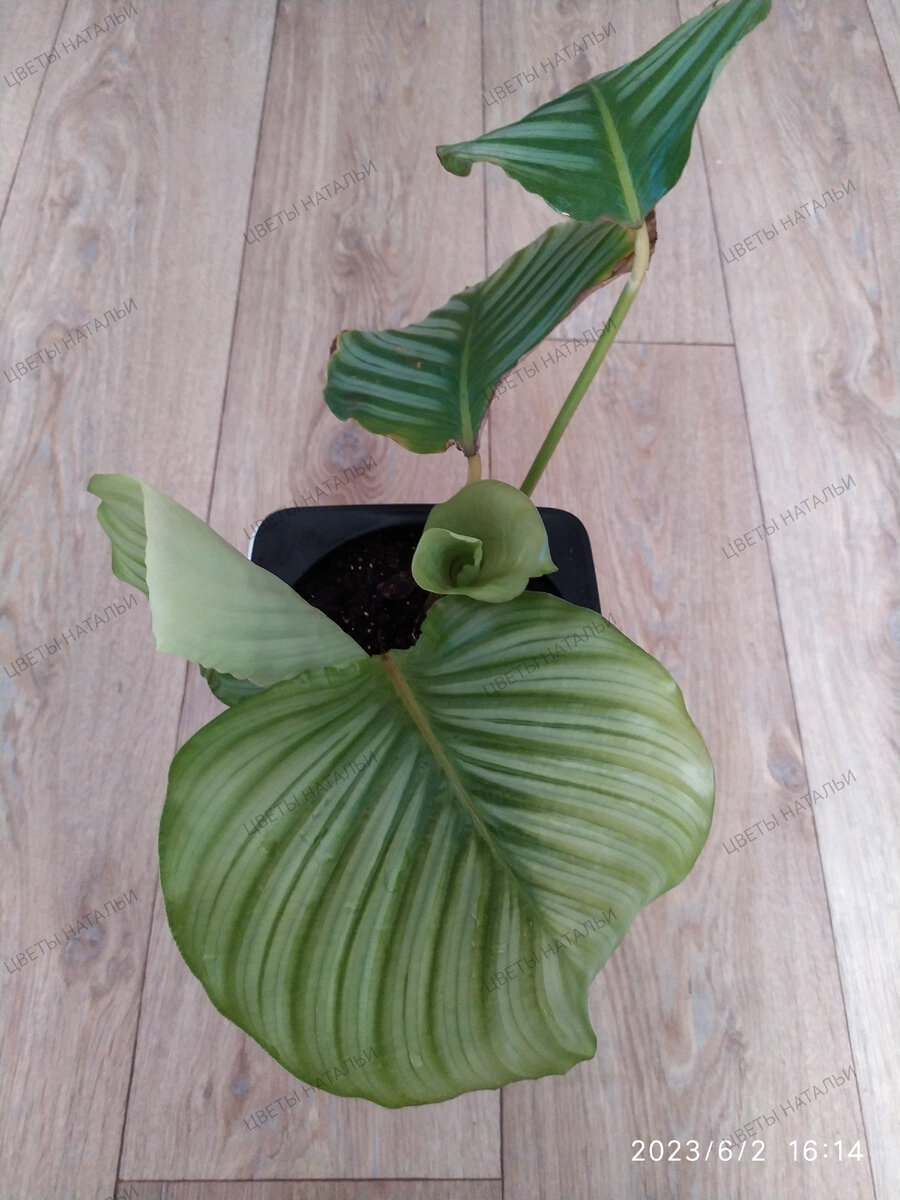 Calathea Orbifolia (калатея Орбифолия - Круглолистная)