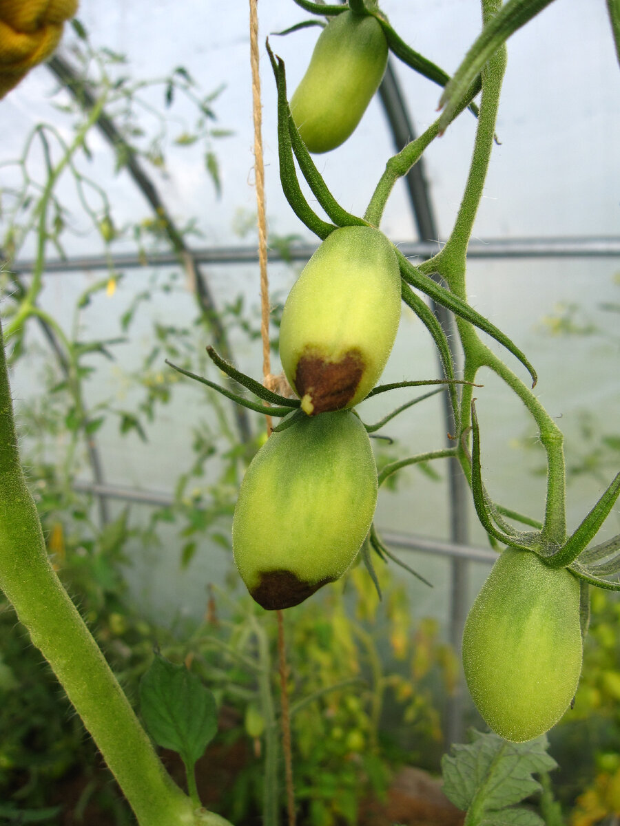 Вершинную гниль на верхних кистях я устроила собственноручно. Восприимчивый сорт + калийная подкормка (а калий с кальцием антагонисты) + жара + проблема с поливом, ну и...