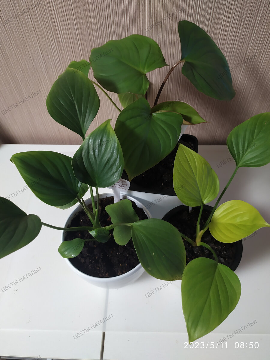 Мои хомаломены