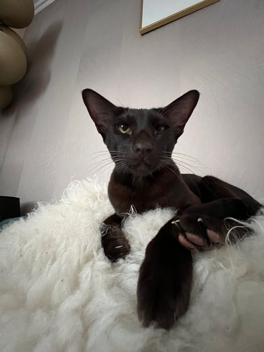 КОТ АРКАДИЙ. Мой сладенький батончик)