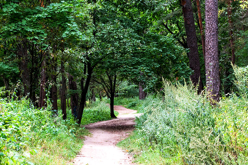 Под пологом леса (фото автора)