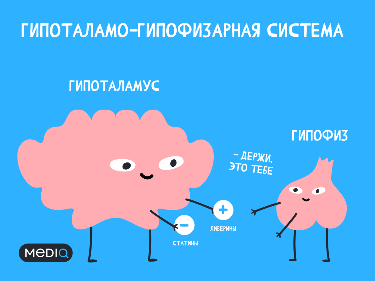 Гипоталамус и гипофиз: капитан и старпом твоего тела | Пей Таблетки! | Дзен