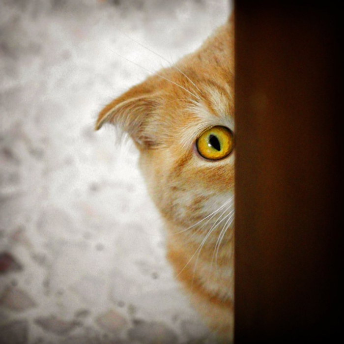 Мне угрожают что за мной следят. Я Слежу за тобой кот. Слежка кот. Кот наблюдает. Котик следит.
