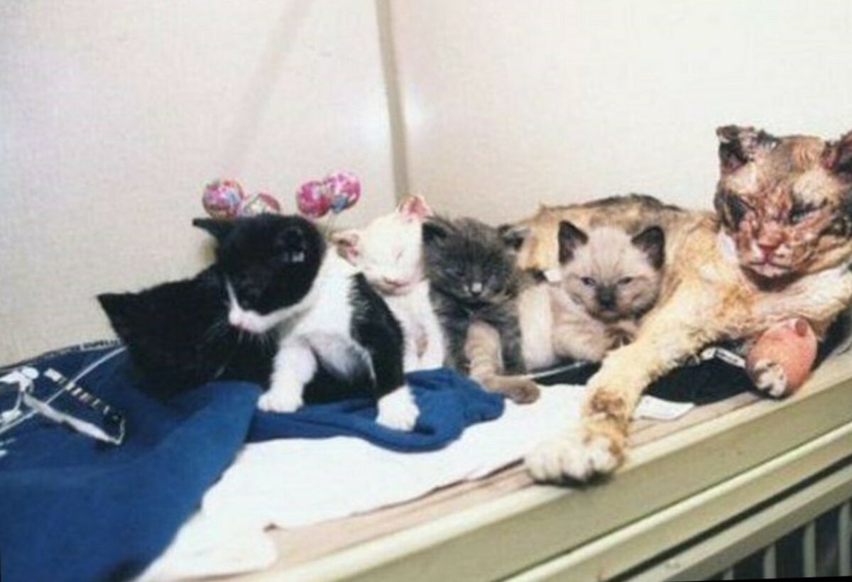 Фото из поисковой системы Яндекс