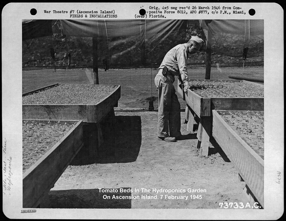 Гидропоника на острове Вознесения. Февраль 1945 года
