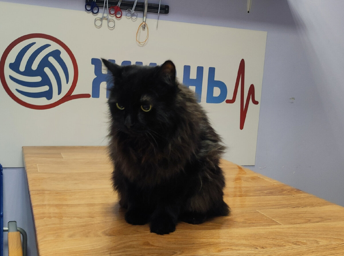 Уретростомия коту в Калуге.