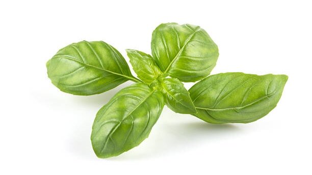 Неприметный на грядке базилик - царь на кухне