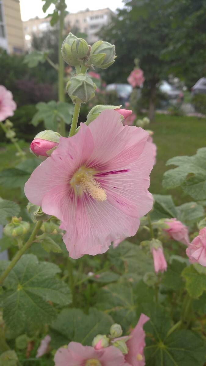 ✿︎