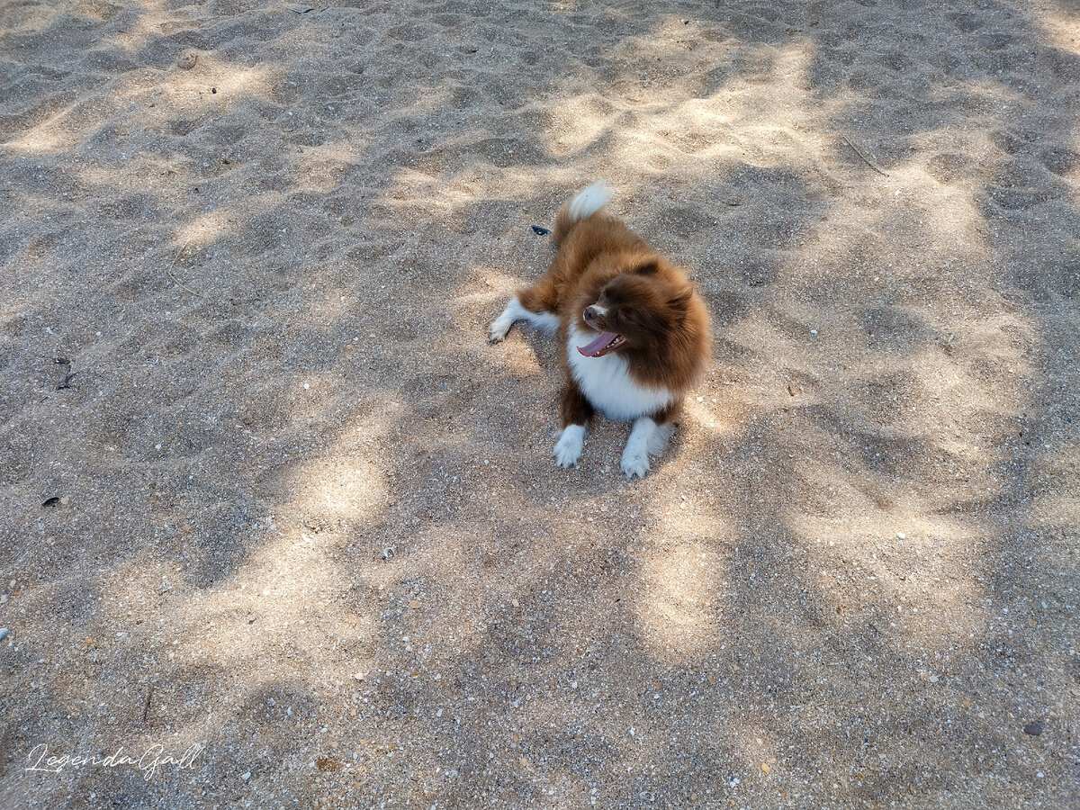 Собака к воде не идет, соображает, что ей не надо. Отдыхает в тени дерева