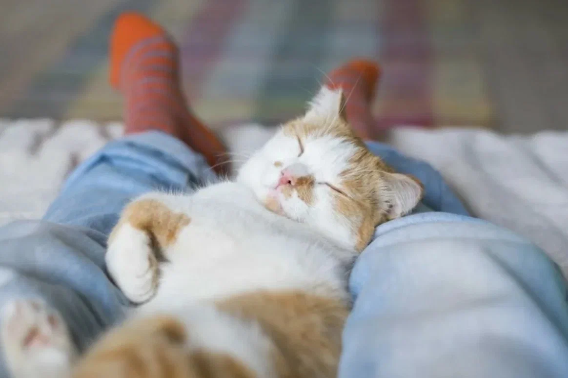 Кошка ложится в ноги человека. Кошка спит. кот спит в ногах. котик спит у ног. котики спящие на ногах.